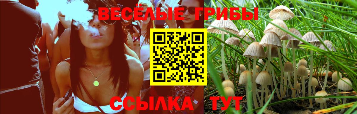 Галлюциногенные грибы Psilocybine cubensis Новосибирск